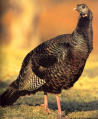 wild turkey